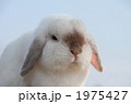うさぎ