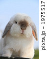 うさぎ