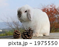 うさぎ