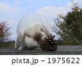 うさぎ