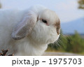 うさぎ