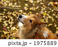 シェルティー