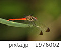 リスアカネのオス