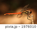 リスアカネのオス