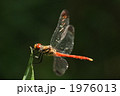 リスアカネのオス