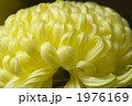 菊