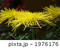 菊の大輪