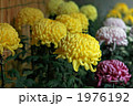 菊の大輪