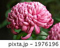 菊の大輪