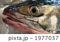 銀鮭（オス）