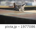 1977086
