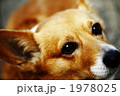 おねだりコーギー！