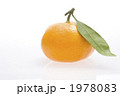 みかん