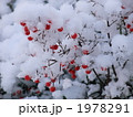 雪のななかまど