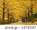 昭和記念公園紅葉の銀杏並木