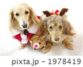 ダックスとメリークリスマス！