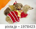 ダックスとメリークリスマス！
