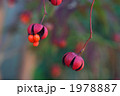 吊り花