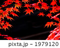 もみじ