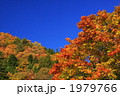 岐阜県川浦渓谷の秋の紅葉