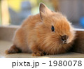 ふわふわこうさぎ
