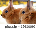 ２羽のこうさぎ