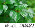 サカキの葉