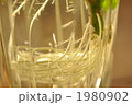 挿し木から生えた根