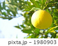 甘夏