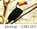 オニオオハシ