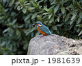 カワセミ