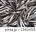 いわし大漁
