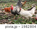 1982804