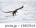 流氷上を飛翔するオジロワシ幼鳥