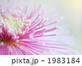 菊(三陽千鶴)-01■大菊・管物・細管・玉巻