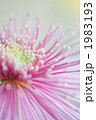 菊(三陽千鶴)-02■大菊・管物・細管・玉巻