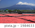 サクラエビ干し