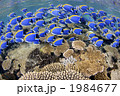 パウダー玉