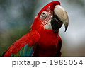 コンゴウインコ
