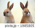 2羽のこうさぎ