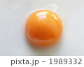 卵黄