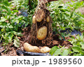 じゃがいも収穫