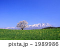 小岩井農場の一本桜と岩手山