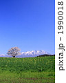 小岩井農場の一本桜と岩手山