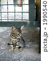 ギリシャ・デルフィの仔猫