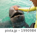 笑顔のイルカ