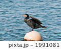 ウミウ