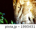 1993431