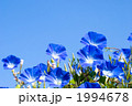 西洋アサガオの花