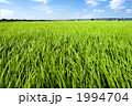 夏の田園風景